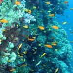 Podwodny świat Egiptu – Morze Czerwone