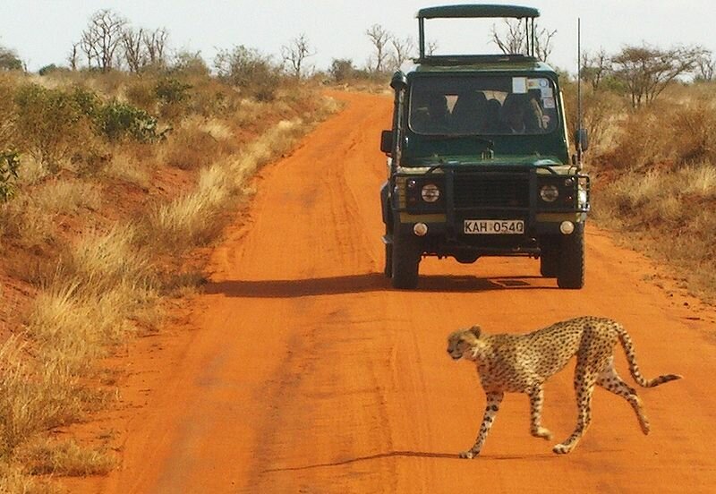 safari tsavo