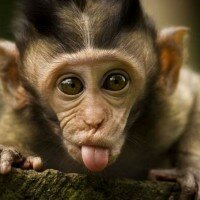 Pijane małpy na Karaibach